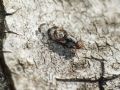 Myennis octopunctata